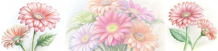 Герберы и гермини