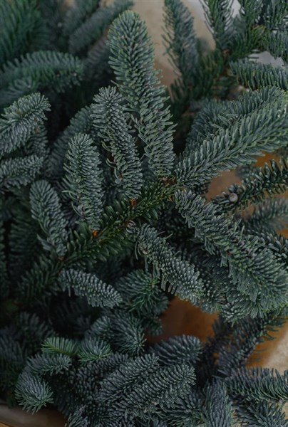 Нобилис (ветка) 1шт 94 - фото 634975