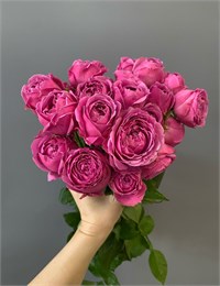 Пионовидная роза Мисти Баблз куст (пачка 10шт) 54090909