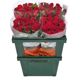 Красные розы (пачка 10шт) 45468797