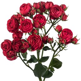 Кустовые розы Ред Баблз (пачка 10шт) 88856253