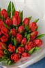 31 красный тюльпан 149356