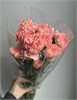 Гвоздика розовая (пачка 20 шт) 65214 в Туле