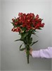 Альстромерия микс (пачка 10шт, цвет на выбор) 687988700 в Туле